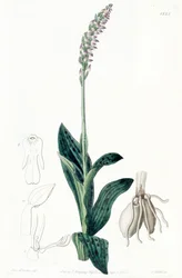 Neotinea maculata (als syn. Aceras secundiflorum)